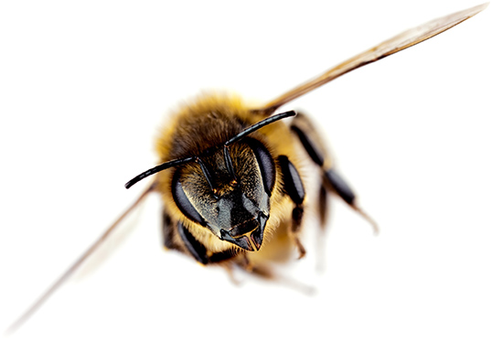 Flying bee